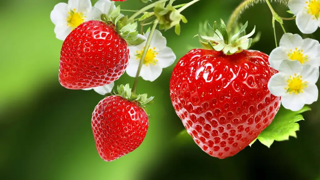 Fraise