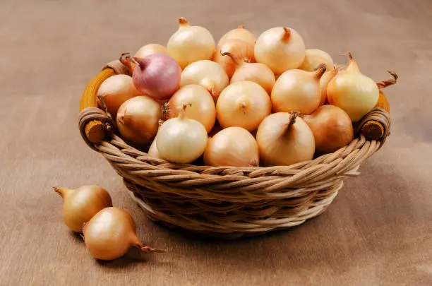 Petits Oignons